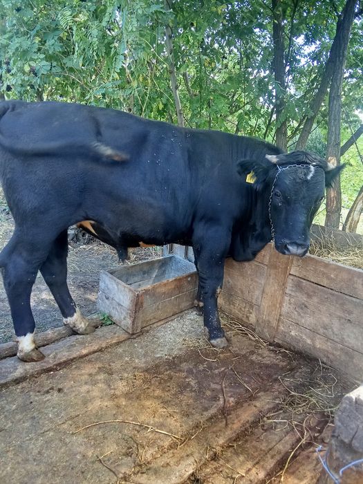 Taur angus de vânzare