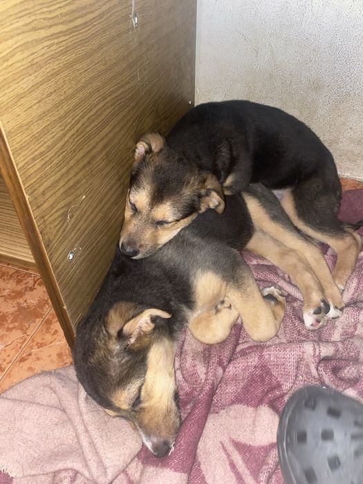 ПОДАРЯВАМ!!две женски кученца