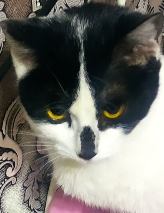 Бесплатно коты, кошки, , собачки подростки..