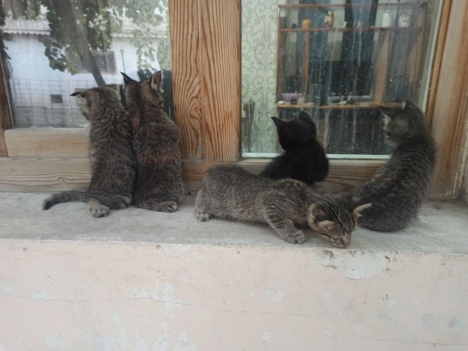 Ласковый домашние котята