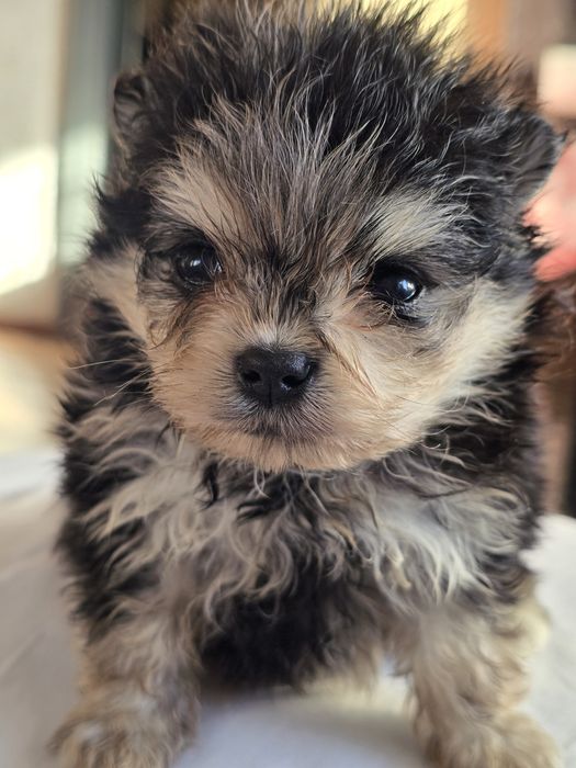 Шпиц помеоанский мальчики