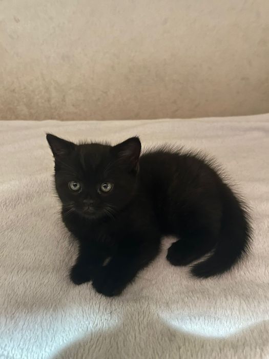 Котята британские