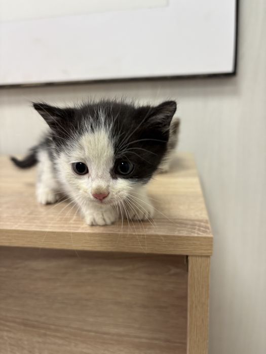 Котята в добрые руки :)