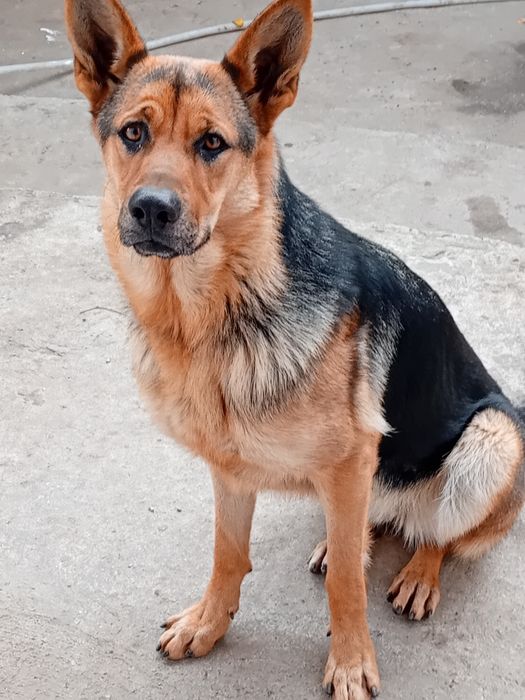 Ciobănesc german de vanzare