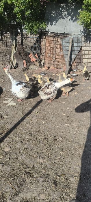 Vând 9 boboci românești au 2 săptămâni separat sau cu gâscă și gascanu  60 bucata  150 părinți