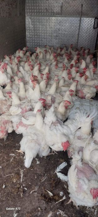 Puicuțe kabir și pui albi de carne