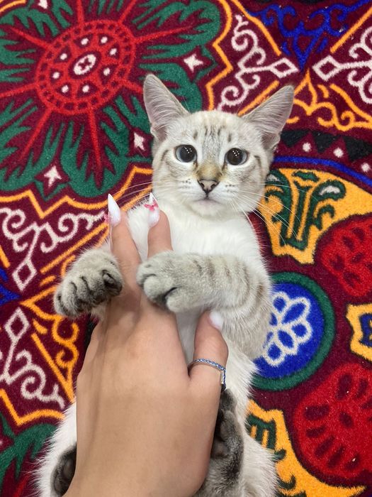 Отдадим в добрые руки!