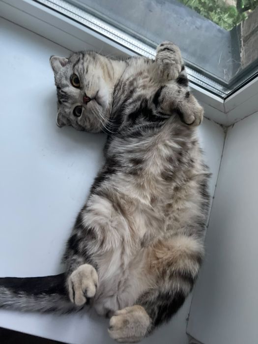 Продаём шотландский вислоухий котик