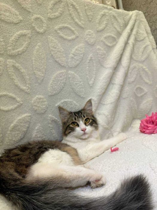 Подарю домашнего котика