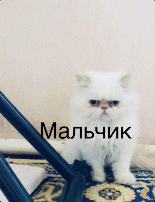 Чистокровный экзот девочка и мальчики