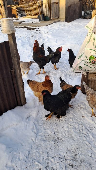 Продам курей и петухов