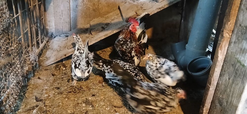 Vând familii de găinuse Americanii