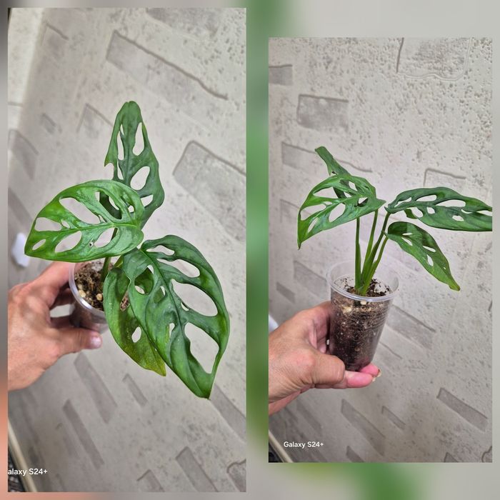 Комнатные цветы.