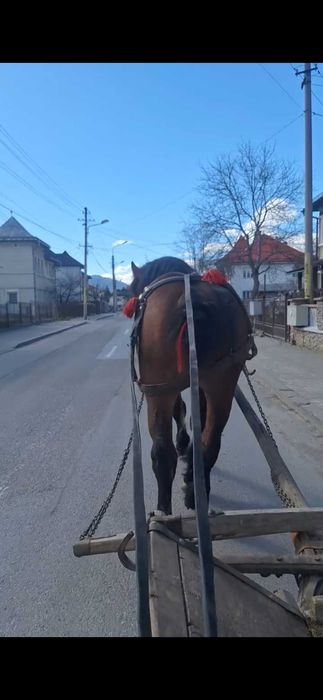 De vânzare manz in varsta de 2 ani jumate învățat tras suta la suta !!