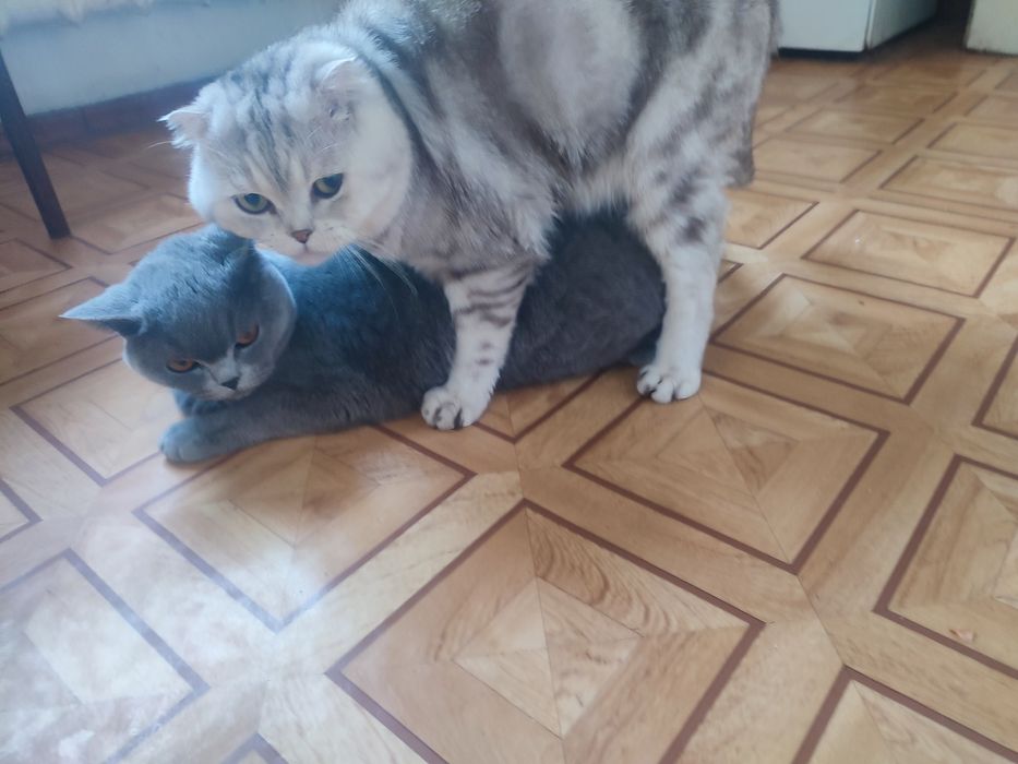 Скоттиш фолд. Опытный кот. Вязка.