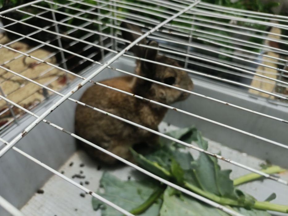 Продам декоративного кролика с клеткой