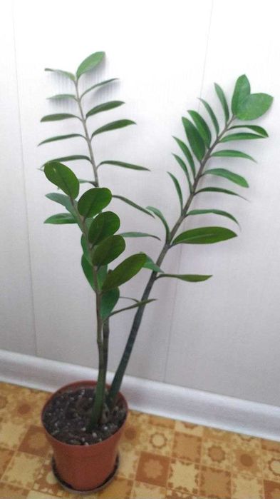 Замиокулькас долларовое дерево