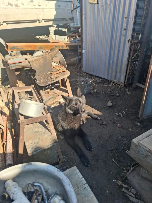 Восточноевропейская овчарка 11 месяцев