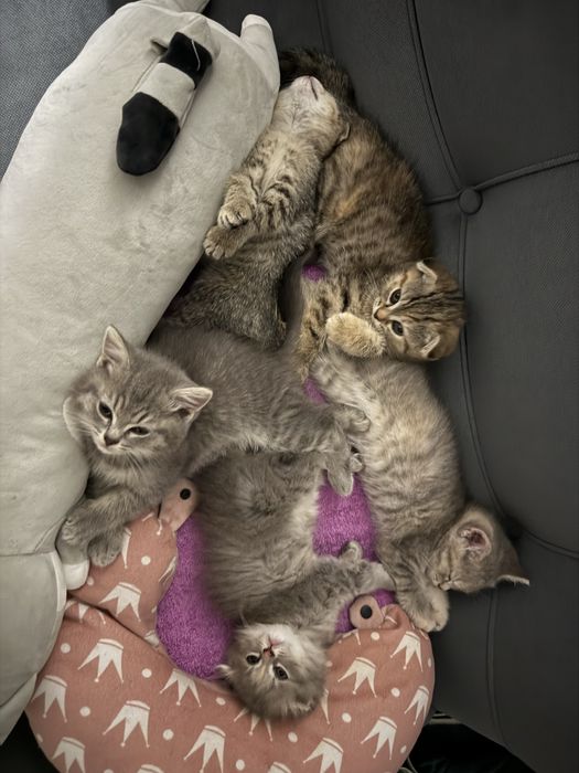 Продам котенка 1.5 мес