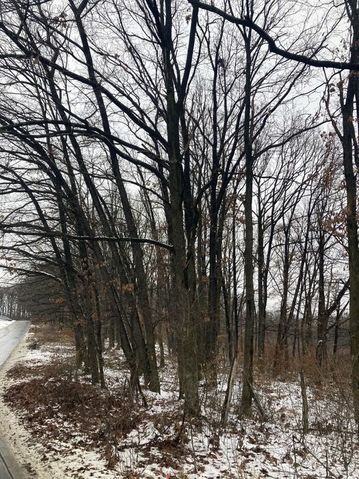 Vanzare lemne de foc pe fir