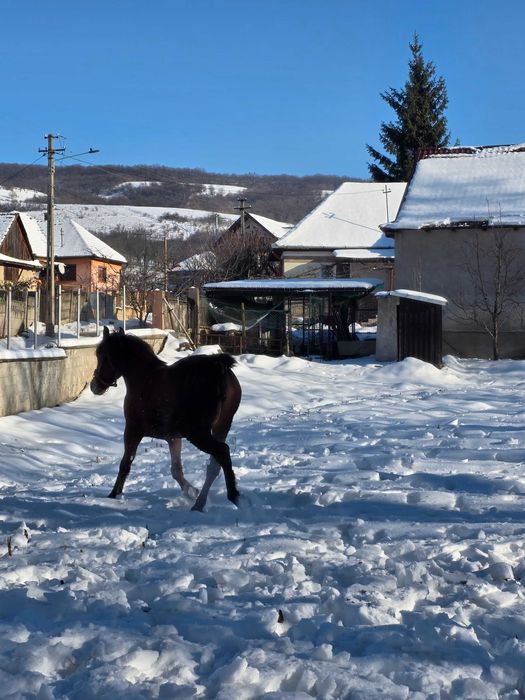 Vând mânză de 2 ani