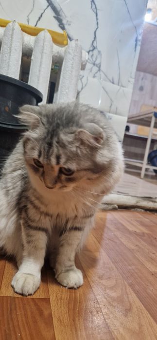 Срочно! Кошечки нужен дом.