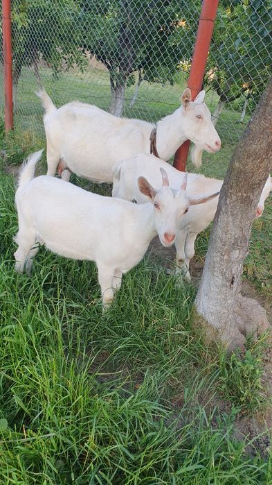 Iedute Saanen  doua bucăți