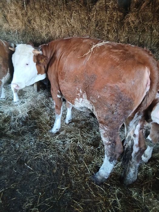 Vând 2 juninci bălțate