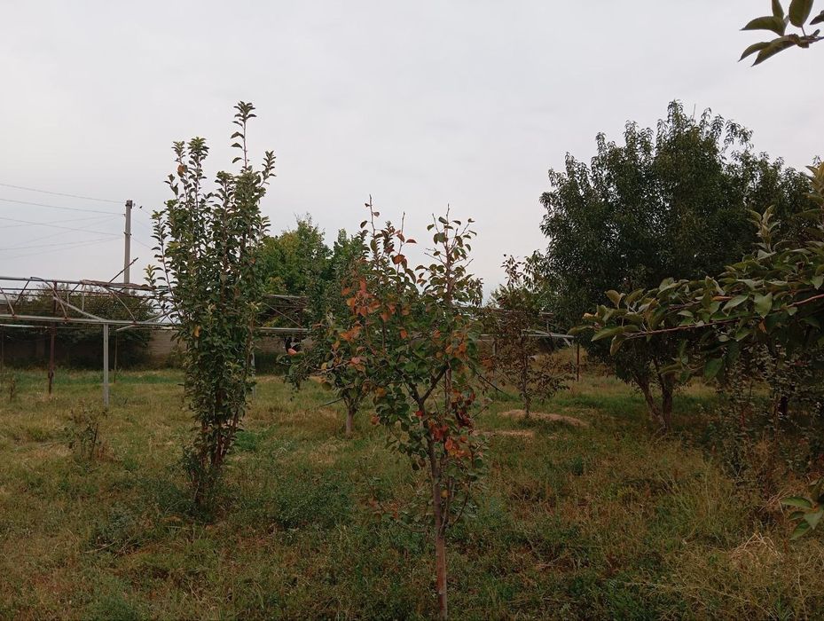 Yer uchastkasi sotiladi sotigʻi  10mln