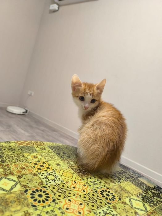 Котенок в добрые руки