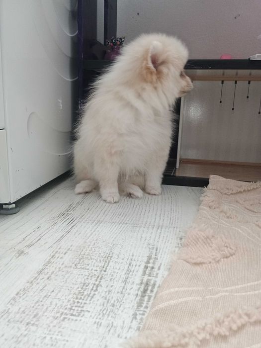 Померан момиче !!!