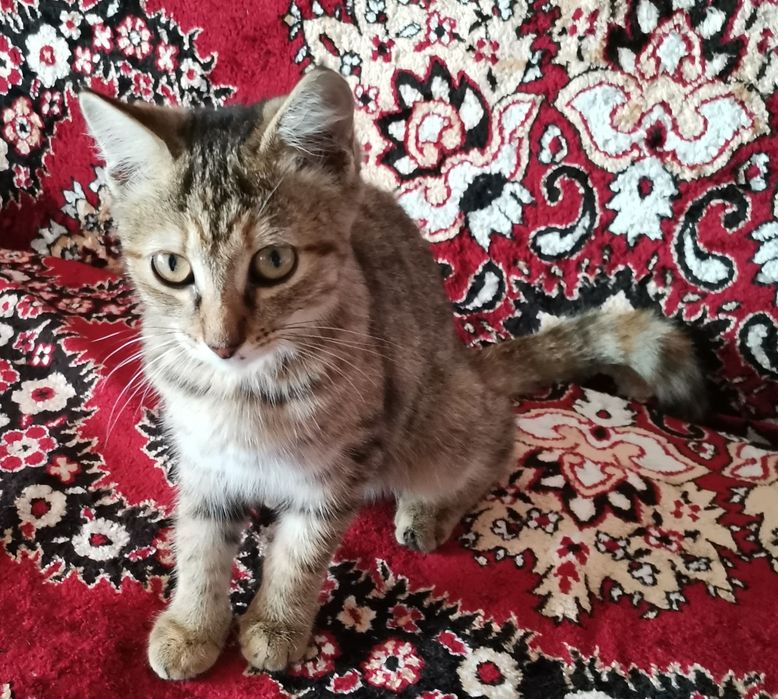 Котенок в добрые руки