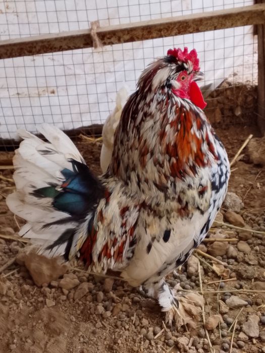 Yapon tovuq sotiladi