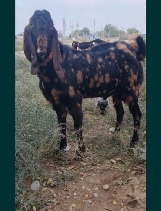 Битал теке козел