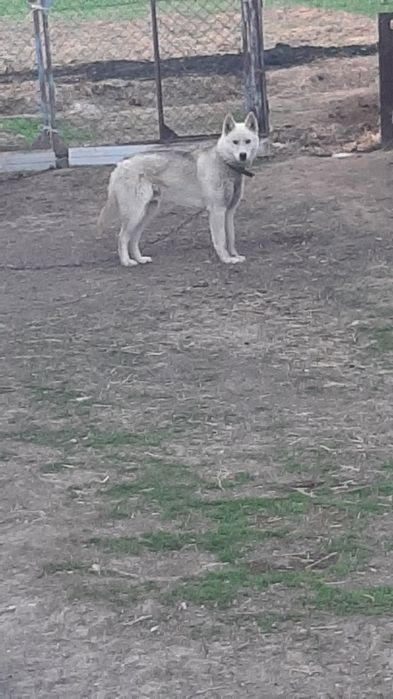 Лайка 1 жасар еркек