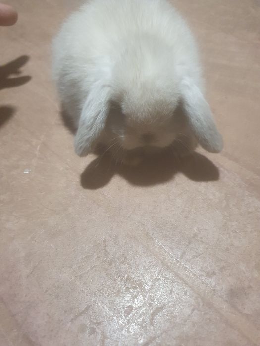 Berbec pitic (mini lop)