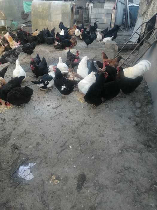 Oua proaspete de vanzare