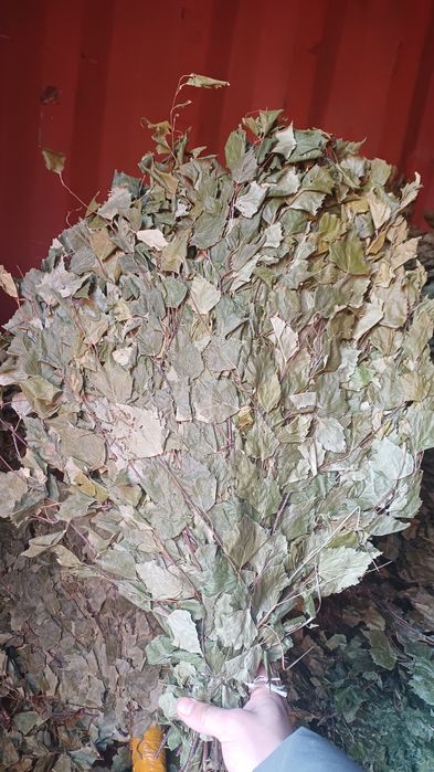 Банные берёзовые веники