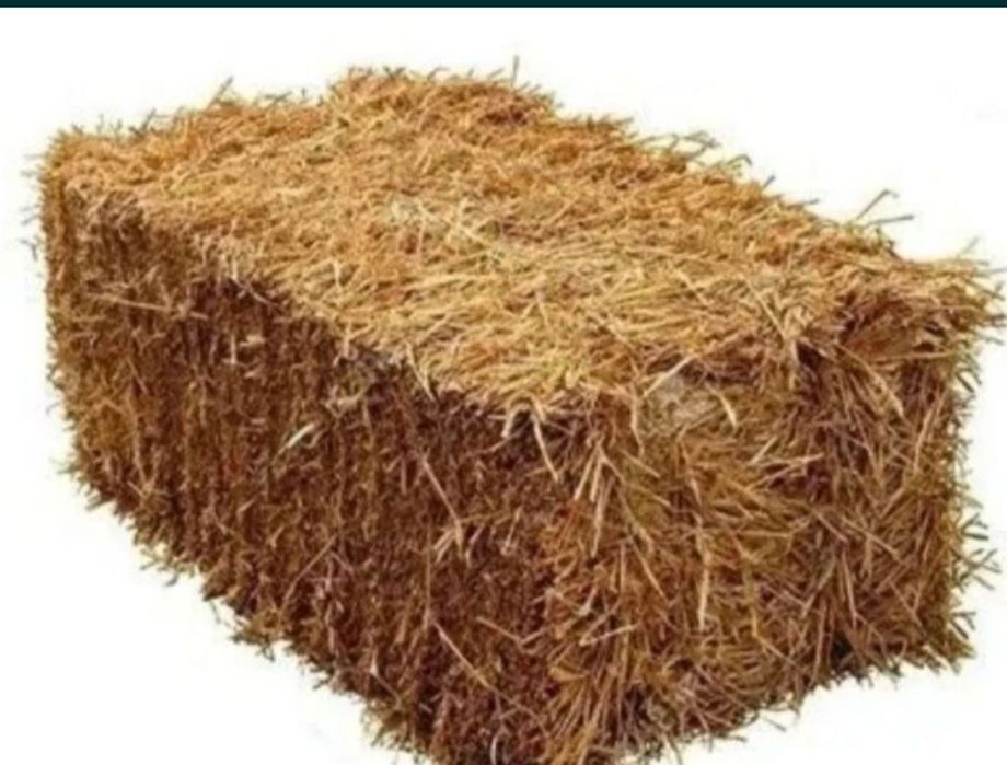 Сомон прес сотилади нурафшон нархи 20-минг