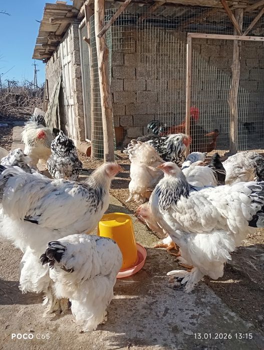 Продаются Куры Петухи