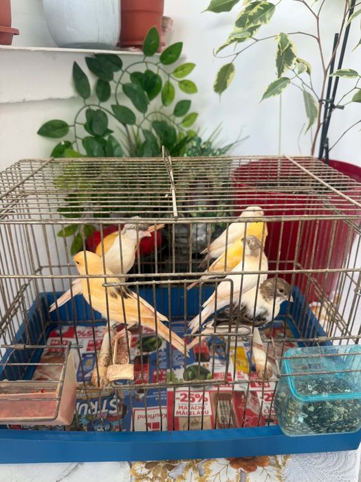 De vînzare canari timbrado 2026, inelați cu două inele