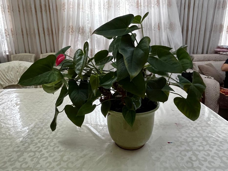 Антуриум растение