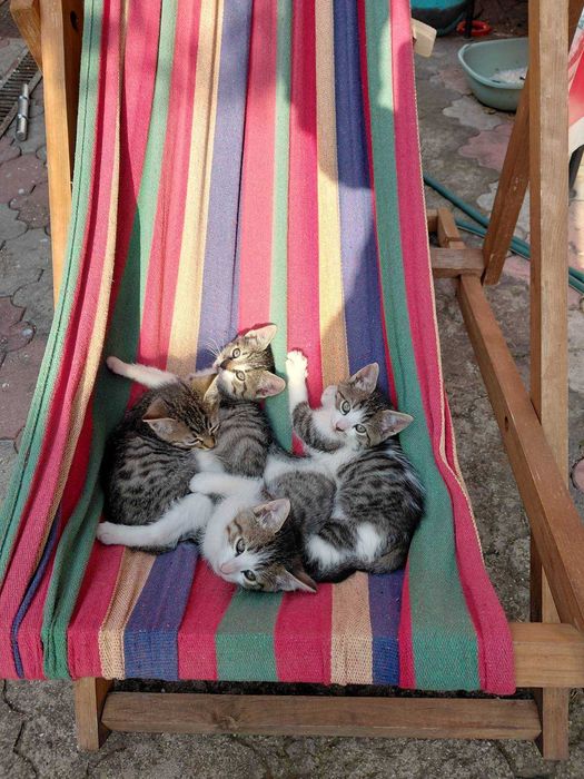 Pisicuta din Bucuresti de adoptat gratuit, din mama de rasa Ragdoll si maidanez cenusiu vargat