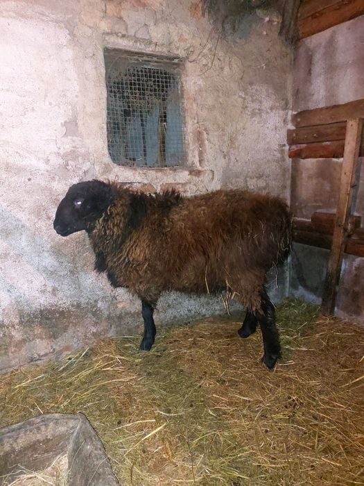 Қошқар сатам семіз