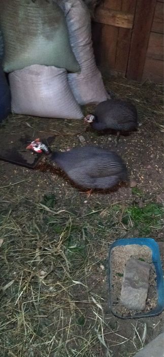 Токачки чифт……..