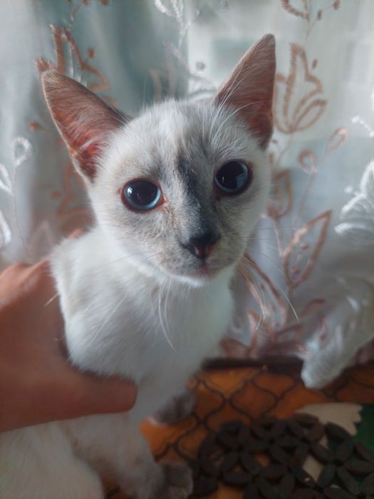 сиамские красавчики