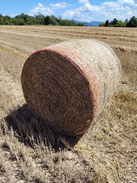 Vând baloți rotunzi paie grâu 125/125