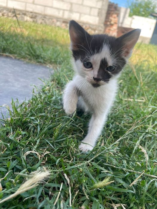 Spre adoptie! Mici,jucăusi si iubitori.