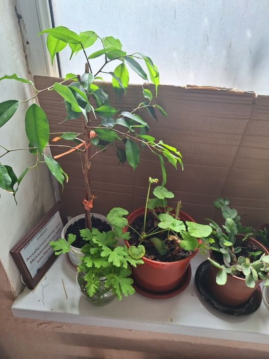 Комнатные цветы, выращены в дом условиях