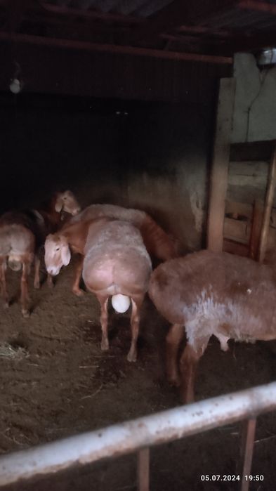 продам  кошкар  гиссар